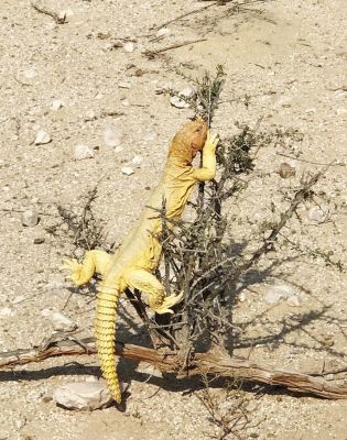 Spiny-Tailed Lizard
پٹ ماھیگ
Pat_Maheeg
پٹ ماھیگ ءَ باز جاگہ گوج ہم گوش انت بلے اے چہ گوج ءَ جتا انت ۔ گوج مُدامی آپ ءِ کش ءُ گوراں گردیت ءُ مُرگ ماھیگ دگہ ساہدار شکار کنت بلے پٹ ماھیگ ایوکا کاہ ُ درچکی تاک چنت وارت ، اشیے دنتاں کسانیں ارتین انت، ۔اشیا دمب ترندیں کنٹگ پر کہ وتی جند ءَ چہ دگر رستراں بہ رکین ات ۔ عرب ملکاں اشیا پہ شوک ورانت ۔ اشیے گوشت چو ایدگہ دلوتانی پیما تام دار انت ۔ اے بلوچستان روچدرتکی ءُ تیاب دپی ھندا کم کم ءَ است انت۔ ادے مردم گیشتر ایشیے پیگاں کش انت ءُ دوا کارمرز کن انت ۔ اے ھیک دنت ۔ ءُ زمستان ءَ گیشتر ھونڈان انت ڈن ءَ در نہیت ۔ 
Pic by Saleem Baloch
