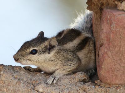 Squirrel

Erdik
اردک
اردک یک کسانیں ھیوان ءِ ۔ اے گیشتر درچکانی سرا وتی میتگ جوڈ کنت ۔ او کشارءِ تاوان دنت ۔ اردگ باز ڈولدار انت سیاہ او اسپیتں رنگاں چہ رتکگ۔ بلوچاں گوشتگ کہ اردک ءَ ھڈ مان نیست ۔ پرچا کہ ٹوہیں مچّانی سرا دور کنت بلے پرواہ ءِ نہ بیت ۔ بلے چو نہ انت اردک وھدے دور کنت وتی دُمب ءَ پراہ کنت دُمب آیا چو پیراشوٹ ءِ وڈا زمین ءَ کاریت ۔ چمیشکا درد نہ بیت
Photo by M.A. Talpur
