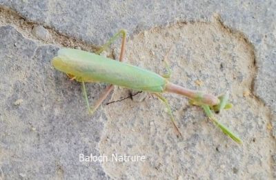 Praying Mantis

Zahr
زھر
اے ھم یک کٹگ ء ذات ء - بلوچیا اشیا ذھر گوشنت - منی ھیالا اشیا زھر مان نیست - بلے گونڈانی تُرسینگے واستہ کہ اے کٹگ ء مگر انت او تاوان مدی انت - پرچا کہ اے وھدے کساں بیت گڈا بال کت نہ کنت - بلے مزن بیت گڈا بال رودینیت -۔

