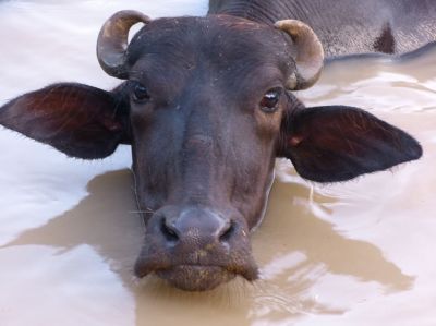 Buffalo
گامیش
Gamish
گامیش گوک نمونگیں یک جاندار ات ۔ کہ آ چین ء پیداک بوتن انت ۔ بلے پنچ ھزار سال پیش ھندوستان نیمگ آھگ بندات بوتگ ۔ اے شیر دیوکیں جاندار انت ۔ گرماگ ء گیشتر اے وتی وھد ء پہ آپانی تہا گوازین ات ۔ ایشانی وزن سے سد بگر تا پنج سد پنجاہ کیلو بیت ۔ مرچاں اے بلوچستان ہم است انت ۔ 
Pic by M. A. Talpur
