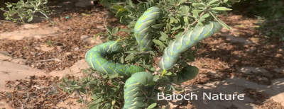 Caterpillar Insect
Ganji Ganjolan

گنجی گنجُلان
اے کرم بہارے ھلاسیے وھدا ودی بیت - گنجی گنجُلان گیشتر پیملوے تاک ءُ دانگاں وارت بلے اے زات  گیشتر درچکانی سرا بیت چوش  کہ زیرکانی 
 نرم ءُ بزیں تاکان نوش جان کن  - بلے یک ماہے درگتا گار و بیگواہ بیت، وہدے گار بیت بزان اے وتارا بدل کنت ءُ ایک مُلاھوکے جوڑ بیت ۔ 
