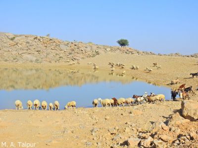 Marri Hills Kohlo
Seyah o Speet Pass.
سیاہ پسءُ اسپیت پس
اے ندارگ کوہستان مری کوہلو انت ۔ ادا کوہ ءِ دامن ءَ آپ انت ۔ بُزگل ءُ میہڑ آپ کنگاں انت ۔  
اکس ءَ کشوک ۔ واجہ ایم اے تالپور
