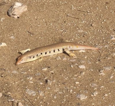 Sandfish, Scincus mitranus
روگن ریس
Rogin reis
روگن ریس یک ڈولداریں سہدار ءِ ۔ اے ریک ءُ پُلک ءِ تہا ٹپ ات ءُ کسانیں لولوکاں گپت ءُ نک جنت ۔ اے یک تاوان دیوک ءِ نہ انت ۔ یک دوستناکیں ساہ دار ءِ
سہارا ریگستان بزاں افریکہ ءَ اشیا ریکانی تہا چے گر انت ءُ پچ انت ءُ نوش جان کن انت ۔ برے برے نیادی ءَ بہا کن انت ۔
