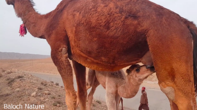 Camal with calf
Hoshter e Mat o chok
ھُشترے مات ءُ چک
بزان ڈاچی وتی ھرا میچینگ  ءَ انت ۔

