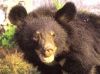 Filename=Balochistan_black_bear.jpg
Filesize=30KiB
Dimensions=375x281
Date added=Apr 21, 2021 Balochistan_black_bear.jpg