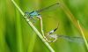 Filename=DamselFly_IMG_2202.jpg
Filesize=146KiB
Dimensions=907x540
Date added=Aug 22, 2025 DamselFly_IMG_2202.jpg