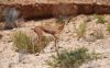 Gazelle.jpg