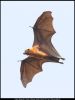 Filename=Indian_flying_fox_by_Salman.jpg
Filesize=46KiB
Dimensions=675x900
Date added=Apr 01, 2021 Indian_flying_fox_by_Salman.jpg