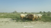 Filename=Mehad.png
Filesize=787KiB
Dimensions=1280x720
Date added=Mar 25, 2020 Mehad.png