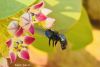Filename=bumblebee.jpg
Filesize=159KiB
Dimensions=1415x951
Date added=Nov 23, 2020 bumblebee.jpg