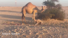 Filename=camel_calf.png
Filesize=767KiB
Dimensions=848x480
Date added=Feb 16, 2025 camel_calf.png