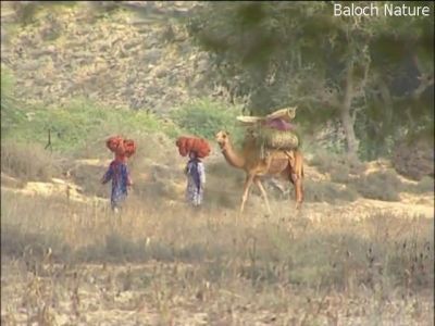 Baloch women in Balochistan
Balochani Zind
اے بلوچ جنینانی زند انت کہ وتی کہ وتی کاراں وت گلائیش انت ۔ ادا ہشتر بار انت وت ہم بار انت ۔ 
