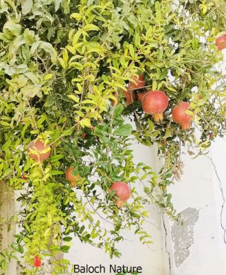 Pomegranate
Anaar
انار یک میوہ ات کہ گیشتر گرماگے ھلاسی او زمستان ء اول سرا پا ورگ ء جاڈی بیت - انار پُل او انارے گروہگ گیشتر بلوچ شاہراں پہ جنک ء شرّنگی ء تشبیح داتگ انت - بلوچستان انارے واستہ وش تبیں موسُم دنت - مکران ے برزی ھنداں بگر تاں سراوان تاں توران اے انارے ردوما باز جوانیں ھند و دمگ انت - انار سُہریں گروھگے توکا سُہریں شیرکنین او تُروپشیں دانگ مان - انار کہ گیش بنت گڈا ایشان تاپ کن انت او اناردانگ جوڈ کن انت - آیے پُوستا چہ بندگ او پژم رجنت - انار دلے نادراہ اے علاج انت -۔
