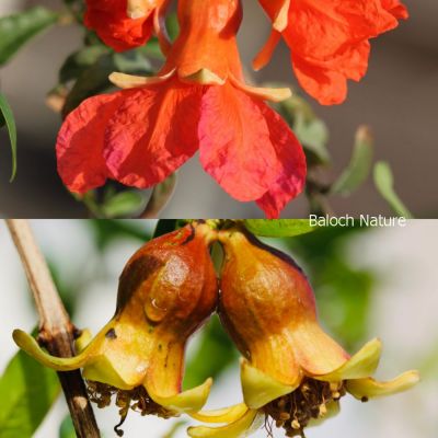 Pomegranate
Anaar
انار

انار یک میوہ ات کہ گیشتر گرماگے ھلاسی او زمستان ء اول سرا پا ورگ ء جاڈی بیت - انار پُل او انارے گروہگ گیشتر بلوچ شاہراں پہ جنک ء شرّنگی ء تشبیح داتگ انت - بلوچستان انارے واستہ وش تبیں موسُم دنت - مکران ے برزی ھنداں بگر تاں سراوان تاں توران اے انارے ردوما باز جوانیں ھند و دمگ انت - انار سُہریں گروھگے توکا سُہریں شیرکنین او تُروپشیں دانگ مان - انار کہ گیش بنت گڈا ایشان تاپ کن انت او اناردانگ جوڈ کن انت - آیے پُوستا چہ بندگ او پژم رجنت - انار دلے نادراہ اے علاج انت -۔
