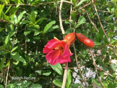 Pomegranate
انار
Anaar
انار یک میوہ ات کہ گیشتر گرماگے ھلاسی او زمستان ء اول سرا پا ورگ ء جاڈی بیت - انار پُل او انارے گروہگ گیشتر بلوچ شاہراں پہ جنک ء شرّنگی ء تشبیح داتگ انت - بلوچستان انارے واستہ وش تبیں موسُم دنت - مکران ے برزی ھنداں بگر تاں سراوان تاں توران اے انارے ردوما باز جوانیں ھند و دمگ انت - انار سُہریں گروھگے توکا سُہریں شیرکنین او تُروپشیں دانگ مان - انار کہ گیش بنت گڈا ایشان تاپ کن انت او اناردانگ جوڈ کن انت - آیے پُوستا چہ بندگ او پژم رجنت - انار دلے نادراہ اے علاج انت -۔

