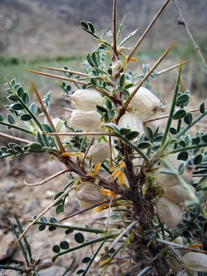 Astragalus
Shetan e ponz
شیطان ءِ پونز
اے گوریچانی یا بالائی بلوچستان ء کوھاں رودیت ۔ اے درچک تاکاں چے گیشتر کنٹگ پر کنت آئیے بر پوشاںی توکا انت ۔ اے چین ءُ منگولیا گیشتر تہلگ جوڑ کن انت ۔ اگاں شمے ھند ءَ اشیا دگہ نامے است منت وار بیں اگاں  شیر بکنے ۔
