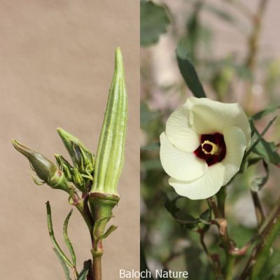 Okra. Lady's finger

Benda
بھنڈا
بھنڈا یک سبزی ات کہ گرماگے بندات ء بلوچستان ء کش انت او تانسریں گرماگا بر دنت - بھڈا باز وشّیں او تامداریں سبزی ات مرچاں بھڈا ء لوٹ باز انت - اے زردیں او ڈولداریں پُل ء پر کنت او اشیے دراۃین پُل بر بنت - بھنڈیے باز نمونہے نارُشت اڈ بیت -۔

