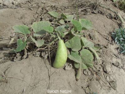 Bottle gourd

کدّو
Kaddo
کدّو مرچاں بلوچستان ءِ ہم کش انت۔ اے اگاں شرریں جاہ ءِ کشگ بہ بیت گڈا دو تا پیچ کیلو بوت کنت ۔ اے نارُشت ءَ کارمرز بیت

