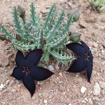 Ceropegia mammillaris
Ceropegia
سیروپیگیا
اے  بوٹگ ہشکاوگیں ہند دمگاں رودیت گوش انت اے بلوچستان بوٹگ انت ۔ چونایا اے گیشتر افریکا میانی ءُ  نمبیانی ھند ءُ دمگاں گیشتر رودیت بلے اے ھندوستان ہم است انت بوت کنت کہ بلوچستان  ءَ ہم بہ بیت ۔ چونایا اے اشیے ایدگہ نزیک تریں سیاد ڈیڈار انت ۔ کہ بلوچستان باز انت ۔ اگاں شمارا اشیے باروا گیشتر زانت است گوں ما شیئر کت کنے منت وار 
