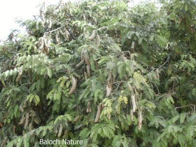 Tamarind, Tamarindus indica

چیچک
Chichak
چیچک چونایا ھندے درچکے - بلے ایش مسالہ ء پیم ء کارمرز کن انت - عربی اشیا تمُر ھند گوشنت - انگریزی ہم تمرند انت بزاں عربی نام زرتگ - چیچک ء درچک باز مزن بیت او کوسرک پرکنت ایشاں ھُشک کن انت او من انت - چیچک باز تُروپش انت ناروشتانی تام ء واستہ کارمرز بیت - بلوچستان چیچکے درچکا یک شومیں درچکے زان انت کہ درچک بر بوّگا ساری وتی واھُندا کُش ات، چمیشکا بلوچستان ء چیچک نہ کش انت
بلے بلوچستان ءِ تیاب دپاں چیچک ہر کس وتی لوگے دپاں کش انت ۔ او ھدّا چہ گیش بر بزاں پسل دیئنت ۔ اگاں بلوچستان ءَ تپاب دپاں چیچک ءِ کشت ءُ کشار بکن انت آ بلوچستان ءِ زلورتان پیلہ کُت کناں
