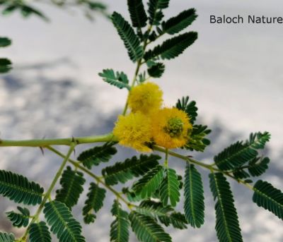 Acacia nilotica
Chish
چش یک ٹوہیں درچک ء کہ بلوچستان ء جنگل ، پٹ و میداناں رودیت - ذردیں پُل ء پر کنت ، سپیت چکیں سمّڑ پر کنت - چش دراجیں شپکیں کُنٹگ پر کنت - چش ہما درچک انت کہ اشیے ہچ دور نہ دیینت - تاکاں پس و اُشتر ورنت ، کُچل ء گواز جوڑ کن انت، ٹوہیں داراں لوگانی چُکّو و منگ کارمرز کن انت - کسانیں داراں چُل ء کارمرز کن انت
