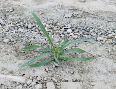 Plantago boissier. Isphagula

دانیچک
Danichk
دانیچک یک کسانیں کاہ ات، بلے بلوچستان ءَ اشیے ٹوھیں ارزشت ءِ بوتگ ، دانیچک ءِ چنگ ءَ جننیناں سپت زُرتگ ءُ جنگل ءَ پہ دانیچک ءِ چنگ ءَ شتگ انت ۔ دانیچک زرتگ پنگ جوڑ کتگ انت ، بلے مرچاں آ پیشی وھد گوستگ انت ، نوں کس وتی سراں دانیچک نہ جنت ۔ چونایا دانیچک دوائے کہ لاپ ءِ بادینگ ءَ شر انت ۔
