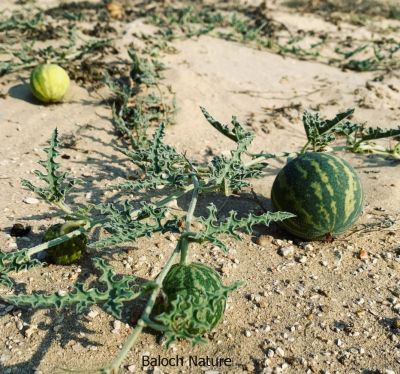 Bitter Apple CITRULLUS COLOCYNTHIS

Gonj ya Kolkoshtag
گُنج کُلکُشتگ
اے ول ریکپادیں او ھُشکاوگیں ڈگارواں رودیت، گوُانڈوین بر پر کنت - چو کٹّلُک ء وڈا گندگ کاۃنت - اشیے بر سک زھر انت، بلے اشیارا پہ دوا کارمرز کن انت - ادا گُنج دانگ 
