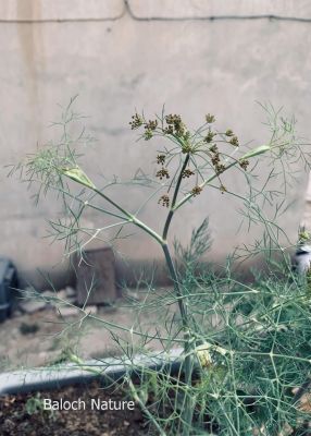Dill. Anethum graveolens

گواتگ
Gwatag
گواتگ یک بزارے بزاں مسالہ کارمرز بیت - کسانیں بوٹگے کہ بہارَ درگتا رویت - اشیے ڈیل و ڈول چو رز او زیرّگے وڈا انت - زردیں پُل جنت - کسانیں دانگ پر کنت - کہ دانگاں چوپنت و دوگیں شیراں مان کن انت - کہ وشیں او سارتیں بوہ کنت او شیراں تامدار کنت -۔ ادا گواتگ دان انت ۔

