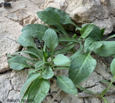 Devil's thorn (Emex spinosa)
Hari Gosh
ہری گوش
ہری گوش وترودیں کاہے - گیشتر میدانی ہند و دماگاں بہار ے وھد ء رودیت - کسانیں تاکاں کاہُک کن انت بلے کم مزن بیت گُڈا بُن رودین ات چو گزّرک ء وڈا بیت چُک اشیا درکن انت و ورانت - چیا کہ تامدار و شرکن انت
