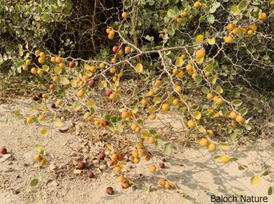 Ziziphus, Berry

Pensin konar
پنس کنر ءِ یک زات ءِ کہ گیشتر کوہ ءُ ڈرّان رود ایت۔ اے باز کنتگی بیت ءُ سرا سِر کپگ نہ بیت ۔ اے مدام بُنژءَ بُنژ انت ۔ اے گیشتر اکتوبر تاں جنوری بر کنت اشیے دانگ کسان انت بلے وشیں بوہ کن انت ءُ شیرکن انت ، ءُ گڈگ ہم مزن انت ۔ وھدے زمانگ ءُ مردمان پنسیں کنر چُپتگ ءُ دوگیں شیر مان کتگ انت کہ ایشانی تام باز وش بوتگ انت ، بلوچستان ءَ مرچی ہم ب
