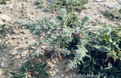 Salsola vermiculata

پُژو
Pozhzho
اے کسنیں بوٹگے - وھدے کسان بیت گڈا اشیے کاھُک جوڑ کن انت - کسان بیت دلوت ہم چرانت بلے مزن او پیر بیت ایوکا اُشتر ع چریت -۔
