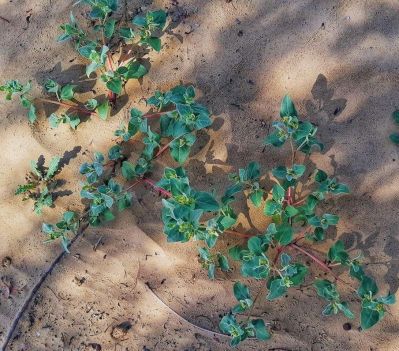 Salt bush. Atriplex lentiformis

سُوریچک
Sorichk
سوُریچک یک کسانیں درچکے کہ گیشتر ما سورگیں جاگہاں رودیت - سوریچک بہارے موسُم ء مرّ کش ات - پُرکّویں رنگے درچک کسانیں تاک پر کنت - اشیے نرم نازرکیں تاکاں سر چن انت او لۃڑ دینت - سورچکے کاہُک باز وش انت بلے کمّے سورچک انت

Keywords: Salt bush
