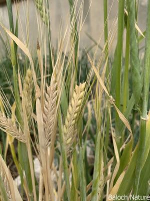 Barley, Hordeum vulgare L

Jov
جو
جو دھل ءِ ۔ بلوچستان جو کش انت پا دلوتانی واستہ کاہ کارمرز کن انت ۔ بلے دگنیا ءِ توک برنج ، گندیم ، مکئی ءَ چہ رند جو کشگ بیت ۔ مصر ءَ جوے نان باز لوٹ انت ۔ امریکہ او یورپ چہ جو ءَ شراب ءُ بئیر جوڈ کن انت ۔
