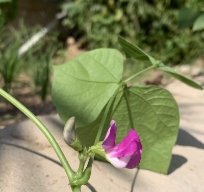 Hyacinth Bean

Waloor
والور
والور چونایا یک دھل ء ۔ بلے بلوچستان ء کوھنیں دھل ء نہ انت - بلوچستان مرچاں والور کشاورزی کن انت - والور درچکے نہ انت بلکنگا یک ولّ ات کہ وتی برجاہ دارگ واستہ درچک او داراں سر کپیت - والور ماک ء وڑیں اسپیت او جمو پُل پر کنت کہ باز ڈولدار انت ۔ والور کوسرک پر کنت کہ سبزی جوڑ کن انت
