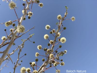 Acacia gum tree
چگرد
Chigird
چگرد بلوچستان ء جنگلے یک بہرے - بلوچستان ء ہور ء کم بوّگے سوب ء درچک کم انت بلے بلوچستانے ڈل دیماں چگرد مزنیں پیمیا مُوجود انت -بہارگاہے درگتاچگرد پُل بیت ، زردین گردیں پُل وشین و سارتیں بُہے کنت- ڈومبو یا پلپلازو چگردے پُلے آشک انت - چمیشکا چوریگ ڈومبوانی گراگا چگردانی کش و گواراں گرداں ۔ ادا چگرد پُل انت ۔
