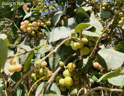 Sticky gum fruit
Liwaar
لیوّار
لیوّار یک نیبگ ء بزاں میوہ - بلے تام انچو وش نہ انت مردُم ا شیے چشگ ء گمان بہ بیت - لیوّار وھدے پُہتہ بیت زرد ترّیت - ورگ ء لپچ انت - ما کسانی ء لیوار ء چہ کتابانی پُوش لچّینتگ انت ادا لیوار نوک پُل انت ۔

