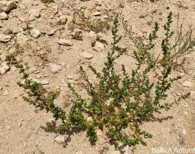 Suaeda aegyptiaca

Simsor
سمسور
سمسور کسانین بوُٹگ ء کہ گیشتر ماں سُوراگیں جاہاں رودیت - اشیے تاک نلُک انت چہ آپا پُر انت - وھدے کہ کسان بیت گُڈا مردم اشیا چوُ سلادے پیما ورنت ء - کمّے سُور تام انت بلے وراگ ء وش انت

