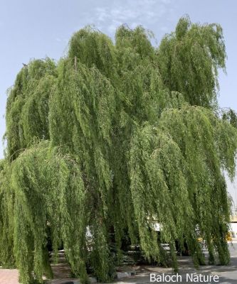 prosopis cineraria
Kahoor lamb ant
کہیر لمب انت
وھدے کہور منج بیت- گُڈا چارگ کرزیت - باز ڈولدار اوبیت گیشتر شاہ و لمب ء لُوجان بنت - کہور ء گیشتر اُشتر چریت بلے سیاہ پس ہم کہورے ٹال و شنگراں وارت ۰ زمانگے مردوماں کہورے ھُشکیں شنگر وارتگ انت- بلے مرچاں کم ورانت ء - کہورے داراں لوگے سوُچگے زلورتاں پُورہ کن انت - لُوگے و کاپرے واستہ مناگ، تیر، لاپدار، چُکّو جوڑ کن انت - ڈنگراں چہ پل بندنت - بزاں کہورے ہچ چیز چگل نہ دینت
