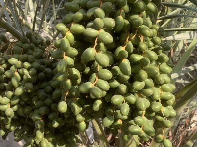 Unripe Date fruit
Papok
ادا مچ پپُک انت پرچا کہ آمیں آہگی انت ۔
