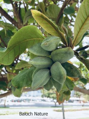 Terminalia catappa
Beddam

بدّام یک ٹوہین نیبگی درچک ات - اگاں وشیں او آبادیں جاگہ کشگ بہ بیت گُڈ ا ہژدہ میٹر بُرز بیت اے پتنیں تاک پر کنت بلے زمستان ء تاک چنڈ بیت - اشیے میوہ زرد او سُہر بنت - اشیے پستک ء پروش انت مجگ ء ورنت کہ بادام ء تام کنت ۔ ادا بدّام بر انت

