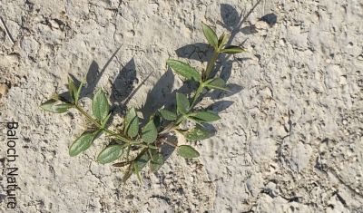  FAGONIA INDICA
Karkawag

کرکاوگ
اے کسانیں بوُٹگ ء کہ زمین ء دیم ء پراہ روت - اشیا چو شزّ ے وڈا کُنٹگ پر - کسان کسانیں گُلابی گونگیں پُل پر کنت - اشارا دلوت پا چرگے واستہ حُب ناک نا انت بلے اشیارا گیشتر تہلگ ء واستا کارمرز کن انت
