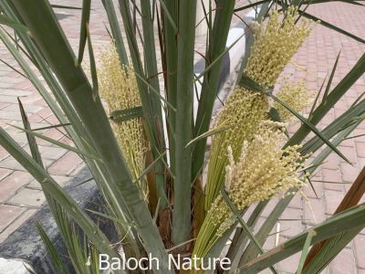 Date Fertile season

Machch Gonsh
مچّ گونش
اے یک ء گوُانگ ء کہ گونش کُتگ - گونش تنیگا ھُوشانی توک ء مان انت - تنیگا تاجگ انت ۔ 
