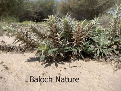 ٰBLEPHARIS CILIARIS
Sag e dantan
سگ دنتان 
اے کسانین بُُوٹگ ء کہ گیشتر ماں ڈل پادیں ہند و دماگاں رودیت - اشیے دانگاں پا دوا و تہلگ کارمرز کن انت - بلوچستان گیشتر ہند و دماگاں سگ دنتان دست کپیت
