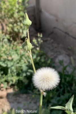 Sonchus oleraceus

کلمُو 
Kalamo

کلمُو نومبر تاں اپریل ء درگت ء رودیت - دو چہ سے فٹ ء کساس ء برز بیت - ذردیں ڈولداریں پُل پر کنت - تاک دراج و کمء پتن و زبر انت - تاکے برّگ پروشگ ء وھدا اسپیتیں شیرگ درکنت - اشیا ھندی ء دودھنی گوشنت - وھد ء کسان و نازرک بیت کاہکانی توک ء کن انت و گرادنت - اشیے کُنٹ بارگ و تہ ء چو کلم ء وڈا پچ انت چمیشکا کلمو ء گوشنت ادا کلمو رون انت بزاں دانگ انت ۔ بلے ہنے دانگ یک یک ءَ بال کن انت اے وھدءَ کلوے پُل کہ زرد بوتگ نوں ہنے پُل ء وڈا انت بلے اسپیت انت۔ کسانیں بارگیں آبریشم وڑیں پژم ءِ پر کہ اشیے دانگ ءَ بال کنگ ءَکُمک کن انت۔
