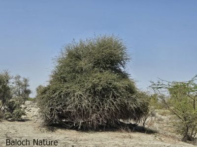 Maerua crassifolia
Jogr 

جُگر چونایا نیبگ ءِ اے افریکہ ءُ عربستان بزاں مڈل ایسٹ ءِ ھند ءُ دمگاں رودیت ۔ اے یمن ءَ مزنیں پیما رودیت ۔ ایشیا عربی ءَ میرو گوش انت ءَ افریکہ ءَ جیگا گوش انت ءُ بلوچی ءَ جُگر ءِ گوش انت ۔ ایشیے براں ورانت ءُ درچک ءَ ہُشتر چر انت ۔ اشیے پُل ہم باز ڈولدار انت ۔ اے بلوچستان ءِ بازیں ھند ءُ دمگاں است انت ۔

