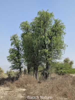 prosopis cineraria
Kahoor

وھدے کہور منج بیت- گُڈا چارگ کرزیت - باز ڈولدار اوبیت گیشتر شاہ و لمب ء لُوجان بنت - کہور ء گیشتر اُشتر چریت بلے سیاہ پس ہم کہورے ٹال و شنگراں وارت ۰ زمانگے مردوماں کہورے ھُشکیں شنگر وارتگ انت- بلے مرچاں کم ورانت ء - کہورے داراں لوگے سوُچگے زلورتاں پُورہ کن انت - لُوگے و کاپرے واستہ مناگ، تیر، لاپدار، چُکّو جوڑ کن انت - ڈنگراں چہ پل بندنت - بزاں کہورے ہچ چیز چگل نہ دینتکہور اے یک آزاتیں کہور ات ۔ اشیا ہچ وڑیں کُنٹگ پر نیست چمیشکا اشیا ہما وھدا کاہ نہ بیت گڈا اے کہور شاہاں گُڈ انت ءُ پس ءُ ہُشترا چارین انت۔  

