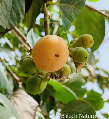 Cordia myxa or Sticky gum fruit

Liwaar
لیوّار
لیوّار یک نیبگ ء بزاں میوہ - بلے تام انچو وش نہ انت مردُم ا شیے چشگ ء گمان بہ بیت - لیوّار وھدے پُہتہ بیت زرد ترّیت - ورگ ء لپچ انت - ما کسانی ء لیوار ء چہ کتابانی پُوش لچّینتگ انت
