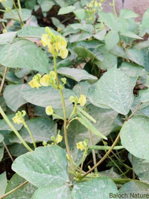 Mung bean. Vigna radiata

Mash
ماش بلوچستان ءِ کوھنیں دھلاں چہ یکے ۔ بلے بلوچستان ءِ تاریخ ءَ ماش ءِ باروا ھاسیں مالومات نیست ۔ چونایا ماش چہ منگولیا چہ ھند ءِ ھند ءُ دمگاں سر بوتگ ۔ ھڈپّہ دور ءِ درگت ءَ پنجاب ءُ ھریانہ ءَ چار ہراز پنچ سد سال ساری ماش کشار کنگ بوتگ ۔
ماش ءَ بلوچستان ءَ نارُشت کن انت ، بلے برنج ءَ اُور گرادنت ءِ بزاں بٹ ءُ ماش بلوچستان ءِ نامداریں وراکاں چہ یکے ، بلے مرچاں چہ ماش ءَ ھلوا جوڑ کن انت ۔

