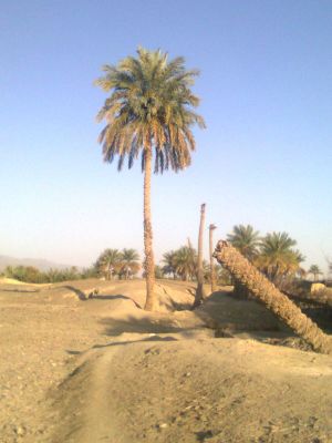 Date Palm Tree
Machch
مچ
مچ انچو کشتگ کہ زانگ بیت کہ اے یک کلمیر ءِ سرا کشت بوتگ ۔ اے مچ ءِ باروا چے زانے؟
