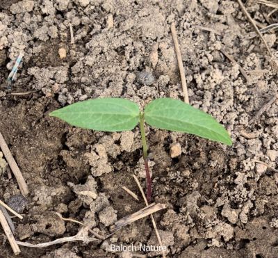 Mung bean. Vigna radiata

Mash
ماش بلوچستان ءِ کوھنیں دھلاں چہ یکے ۔ بلے بلوچستان ءِ تاریخ ءَ ماش ءِ باروا ھاسیں مالومات نیست ۔ چونایا ماش چہ منگولیا چہ ھند ءِ ھند ءُ دمگاں سر بوتگ ۔ ھڈپّہ دور ءِ درگت ءَ پنجاب ءُ ھریانہ ءَ چار ہراز پنچ سد سال ساری ماش کشار کنگ بوتگ ۔
ماش ءَ بلوچستان ءَ نارُشت کن انت ، بلے برنج ءَ اُور گرادنت ءِ بزاں بٹ ءُ ماش بلوچستان ءِ نامداریں وراکاں چہ یکے ، بلے مرچاں چہ ماش ءَ ھلوا جوڑ کن انت ۔
Keywords: Mung bean